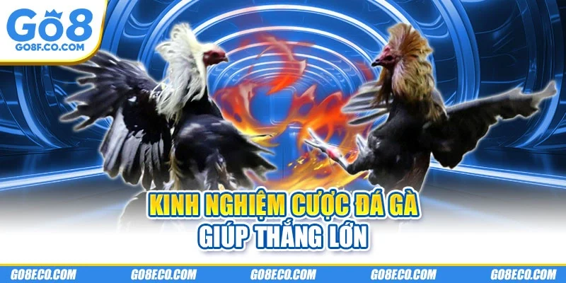 Kinh nghiệm cược đá gà giúp thắng lớn